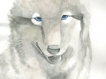 Lily--14-(2)284